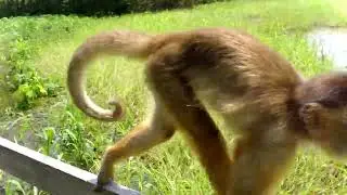 Amazon River floating eatery and monkey trail