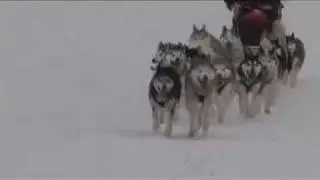 Iditarod restart Karen Ramstead 2