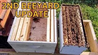 Beekeeping | Updates on the New Beeyard