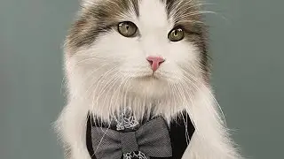 Drawing Zoey the Siberian Cat .