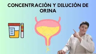 Concentración y dilución de orina (Sistema multiplicador contracorriente)