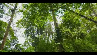 Boost Productivity Now - Bright Forest Nature with Soft Piano for Getting Work Done