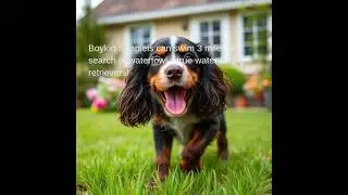 Boykin Spaniels can swim 3 miles in search of waterfowl&mdash;true water-loving retrievers!