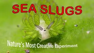 Sea Slugs: Proof That Evolution Has a Sense of Humor