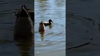 Three lovely ducks swimming upside down. #nature #ducks #wildlife #fun #birds