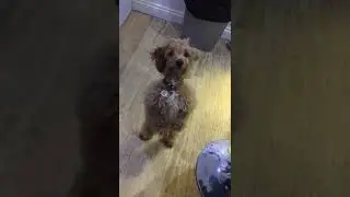 Incredible standing dog