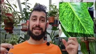 Rare plant giveaway care