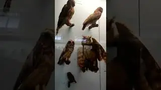 All Types Of Indian 🦉Owl