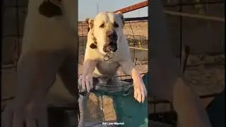 Large dog breed guard dog Sheep security dog breed dangerous dog breed Aggressive Guard Dog