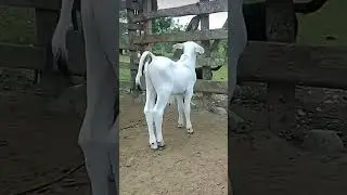 नंदिनी गाय पालन #cow #गाय #flute #song बच्चा#animals #farming #bull #love #bullfarm #music #murraha