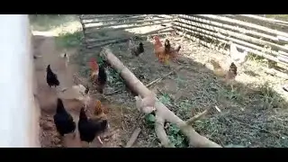 Une Journée à La Ferme