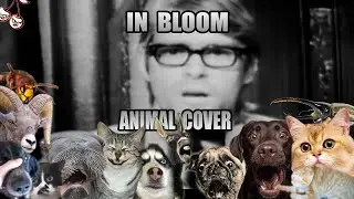 Nirvana - In Bloom (Animal Cover)