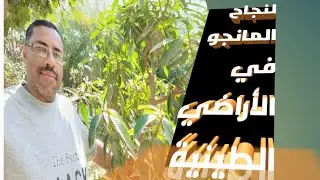 لنجاح المانجو في الأراضي الطينية خطوة بخطوة