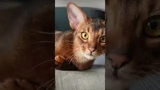 🐈 The History and Origins of Abyssinian Cats
