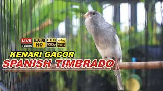 Spanish timbrado Original Canary singing - Kenari waterslager Bird sounds