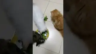Healthy lifestyle of a kittens💕#vegetables #kitten #catvideos #cute #cat