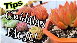 CUIDADOS BÁSICOS Suculentas 💚✨