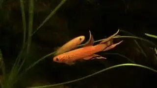 Lyretail Killifish pair