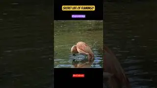 Secret life of Flamingo 👆🏻#trending #facts #flamingo #birds#birdwatching#shorts#viralshorts#wildlife