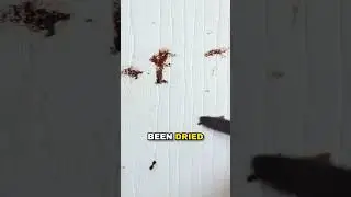 Blood on the door?! #strangediscoveries #forensicanalysis #investigation #bloods #mystery