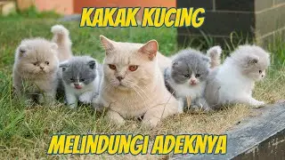 ANAK KUCING BRITISH BERPETUALANG SAMA KAKAKNYA
