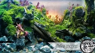 Nano Tank Nature Setup