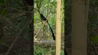 long tailed bird loud voice #birds #birdsong #nature #wildlife