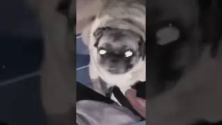 Dancing pug #viral #fyp #shorts
