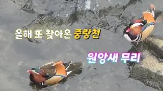 중랑천 원앙새 무리