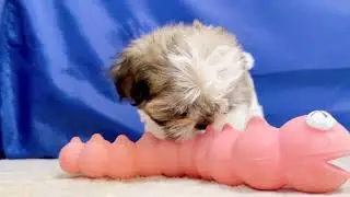 No.184638　シーズー　男の子　【ペットショップ犬の家＆猫の里一宮店】