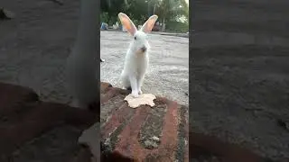 cute rabiy🥰😘