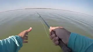 Texas Tripletail on the Fly