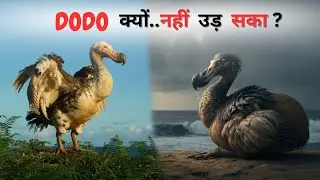 The Real Story Of The Dodo Bird's (Current) Extinction