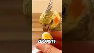 Она ХОТЕЛА СТАТЬ МАМОЙ и ХОЗЯЙКА СДЕЛАЛА ЭТО! 🦜🥚