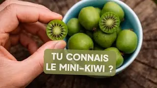 Tu connais le Mini-Kiwi ? Une plante fruiti&egrave;re grimpante originale !