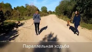 Социальные прогулки. Social walks