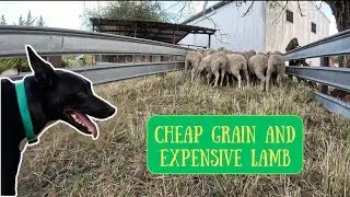 AUSTRALIA DAY LAMB | Lambs Going on Grain | Australian Sheep Farming
