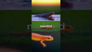 10 Mind-Blowing Newt Facts You Didn&rsquo;t Know!