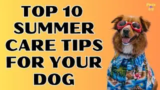 10 Essential Summer Care Tips for Your Dog | Summer Care Tips for Dogs 2023 | Pets and Us