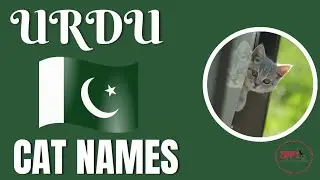 Urdu Cat Names2024| Pakistani Cat Names