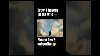 The Beauty of Crows & Ravens 🖤 Wild Bird Photography