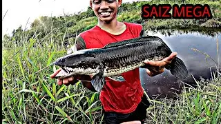 CASTING IKAN HARUAN SAIZ MEGA | SUPER BIG WIN