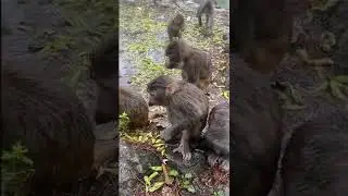 Funny Videos Smart Cats Cooking Compilation😺 By Lucky Smartest