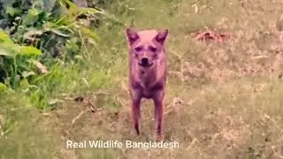 Curious Red Fox || Real Wildlife Bangladesh ||