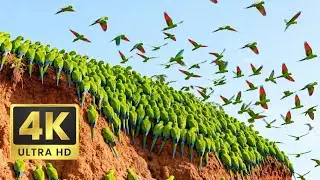 Relaxing Walk in the Amazon: The River's Edge - Macaw Clay Licks & Jaguar Beach