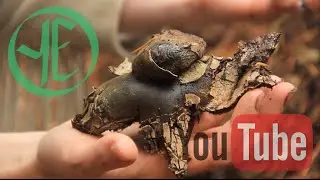 Earth Star - Weekly Fast Forage
