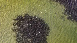Uncut Aerial Footage Texas Freeze Fish Kill Event