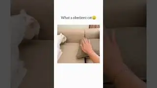 Obedient cat😅#cats #short