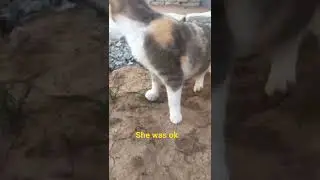 When your cat gets stung by a bee