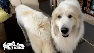 優しすぎて...水飲みを割り込まれても怒らないアランです　Great Pyrenees　グレートピレニーズ